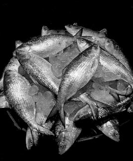 Illis Fish Illis Fish