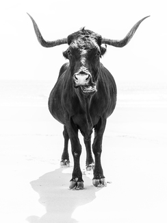 'The bull'