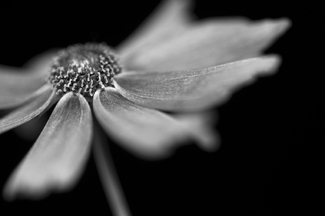 Summer Flower Summer Flower