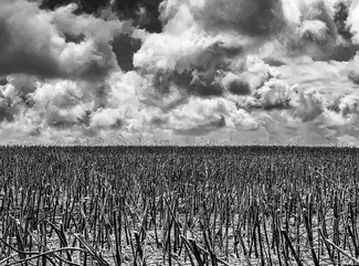 After the Harvest After the Harvest