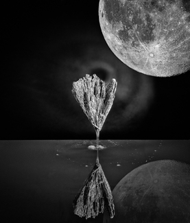 Blood From a Stone Blood From a Stone