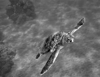 Gliding off the Sand