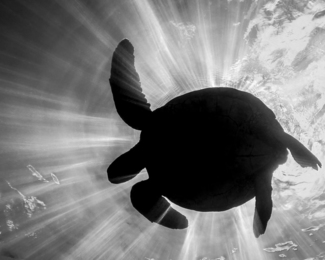 Turtle Eclipse