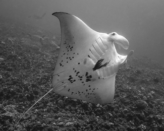 Honolua Manta