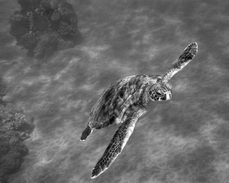 Gliding off the Sand Gliding off the Sand