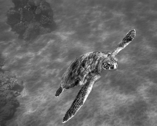 Gliding off the Sand