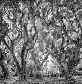 Honolua Trees Honolua Trees