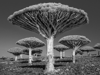 Dragon's Blood Grove, Socotra Dragon's Blood Grove, Socotra