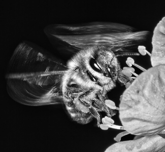 Bee Bee