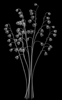 Lily of the Valley Xray Lily of the Valley Xray