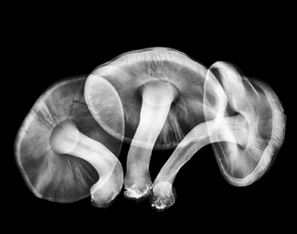 Meadow Mushroom Trio Xray Meadow Mushroom Trio Xray
