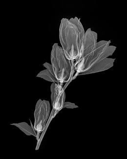 Elizabeth Magnolia Xray