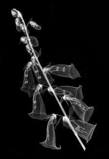 Foxglove Stalk Xray Foxglove Stalk Xray