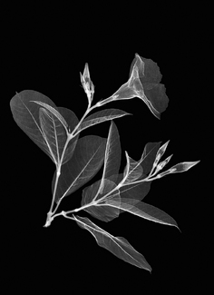 Mandevilla Vine Xray Mandevilla Vine Xray