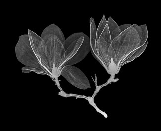 Yellow Magnolia Xray