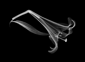 Elegant Lily Xray Elegant Lily Xray