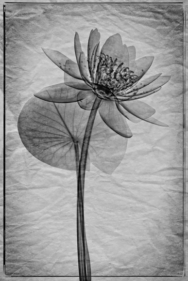 Water Lily Xray