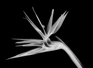 Bird of Paradise Xray