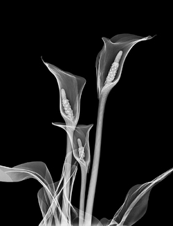 Calla Lilies Floral Xray Calla Lilies Floral Xray