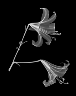 Two Lillies Floral Xray