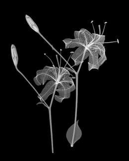 Dancing Lilies Dancing Lilies