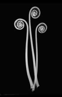 Fern Fronds Floral Xray Fern Fronds Floral Xray