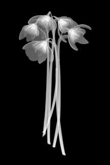 Snowdrops Floral Xray Snowdrops Floral Xray