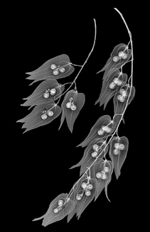 Golden Raintree Floral Xray Golden Raintree Floral Xray