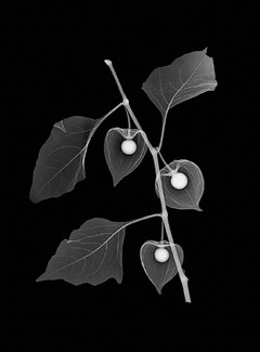 Chinese Lantern  Chinese Lantern