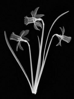 Daffodil Trio