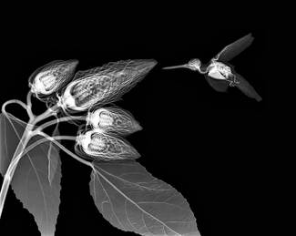 Hummingbird and Hybiscus Xray Hummingbird and Hybiscus Xray