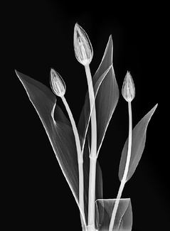 Three Tulips Xray Three Tulips Xray