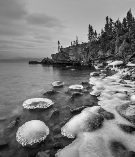 Northern Jelly Fish Northern Jelly Fish