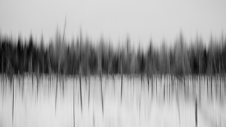 A Forest Symphony A Forest Symphony