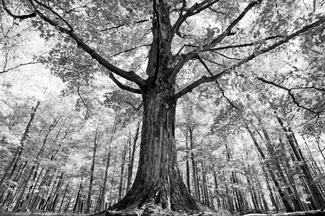 Mighty Maple Mighty Maple