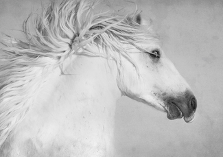 Equine Portrait