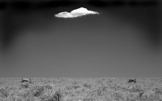 Gemsbock and a Cloud Gemsbock and a Cloud