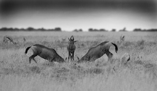 Red Hartebeest Dance Red Hartebeest Dance