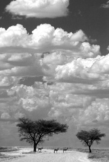 Springbock  Landscape Springbock  Landscape