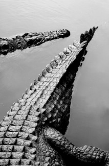 Ancient Ones Ancient Ones