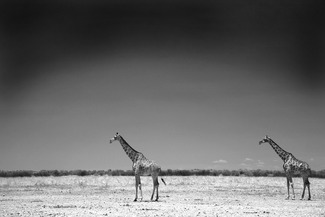 Two Giraffes Two Giraffes