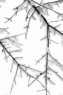 Au Coeur Frisé Au Coeur Frisé