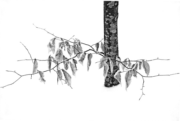 LATENT LEAVES IN SNOW