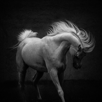 Spanish Dancer Spanish Dancer