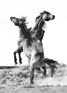 Battle of the Stallions Battle of the Stallions