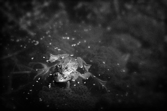 Froggy Went A Courting Froggy Went A Courting