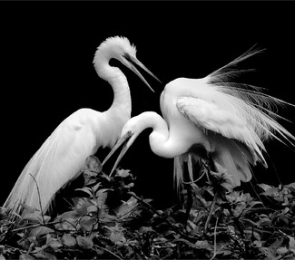 2 Great Egrets #7 2 Great Egrets #7