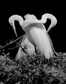 2 Great Egrets #6 2 Great Egrets #6