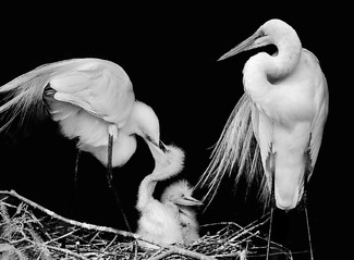 Great Egret Family Great Egret Family