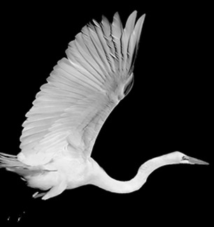 Great Egret #1 Great Egret #1